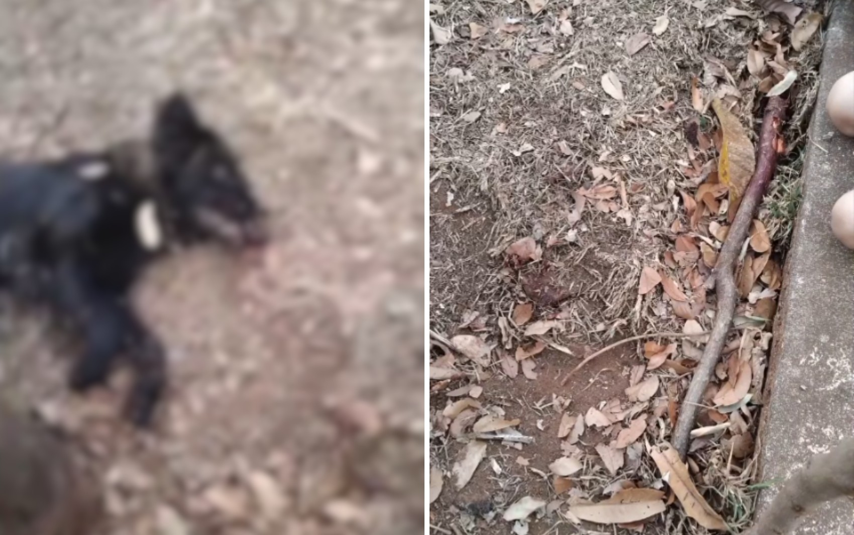 foto Notícia Sertãozinho