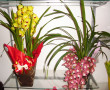 Orquideas
